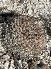 Mammillaria petrophila