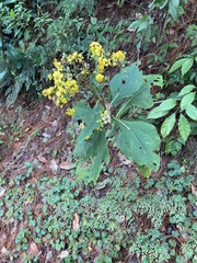 Rumfordia floribunda