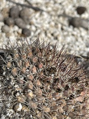 Mammillaria petrophila