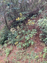 Rumfordia floribunda