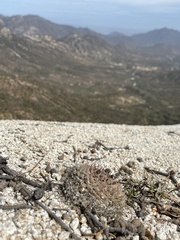Mammillaria petrophila