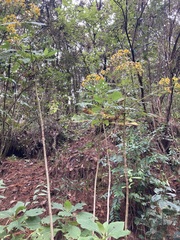 Rumfordia floribunda