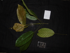 Elaeocarpus petiolatus