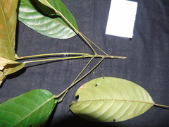 Elaeocarpus petiolatus