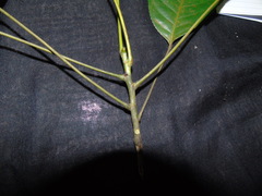 Elaeocarpus petiolatus