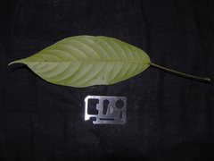 Elaeocarpus petiolatus