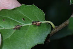 Callirhytis serricornis