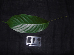 Elaeocarpus petiolatus