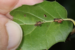 Callirhytis serricornis