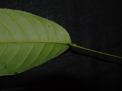 Elaeocarpus petiolatus