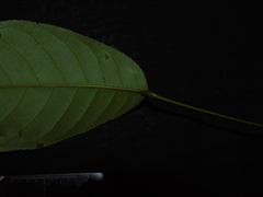 Elaeocarpus petiolatus