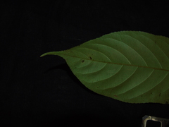 Elaeocarpus petiolatus