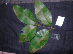 Garcinia