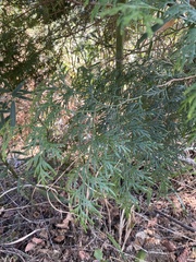 Calocedrus formosana