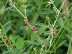 Indigofera linifolia