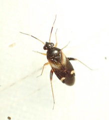 Ausejanus albisignatus