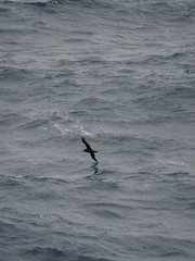 Procellariidae