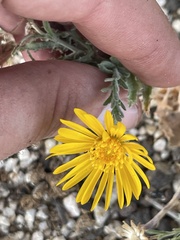 Xanthisma scabrellum
