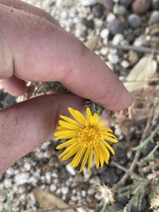 Xanthisma scabrellum