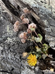 Xanthisma scabrellum