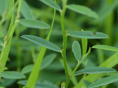 Indigofera linifolia