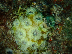 Acanthastrea