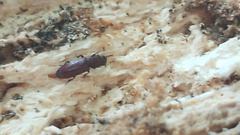 Pycnomerus
