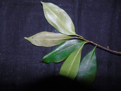 Palaquium rostratum