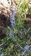 Ceanothus leucodermis