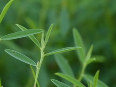 Indigofera linifolia