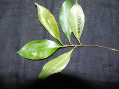 Palaquium rostratum