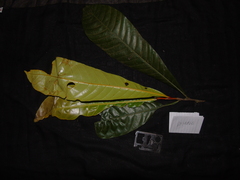 Anacardiaceae
