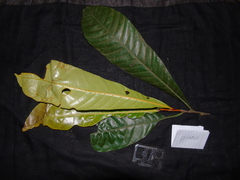 Anacardiaceae