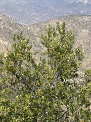 Quercus devia