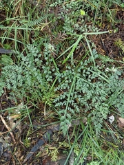 Asplenium hookerianum