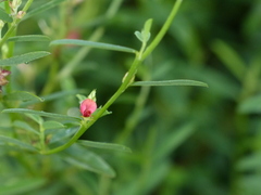 Indigofera linifolia