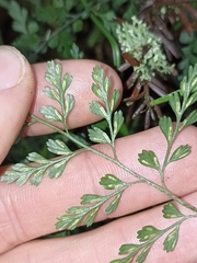 Asplenium hookerianum