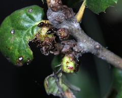 Kokkocynips attractans