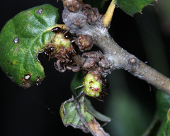 Kokkocynips attractans