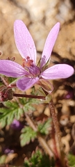 Erodium
