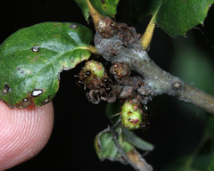 Kokkocynips attractans