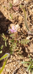 Erodium