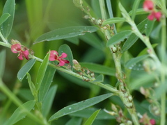 Indigofera linifolia