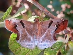 Odontoptilum angulata