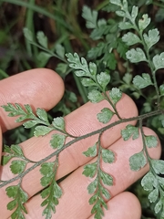 Asplenium hookerianum