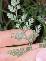 Asplenium hookerianum