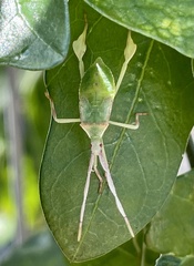 Chondrocera laticornis