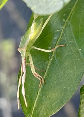 Chondrocera laticornis