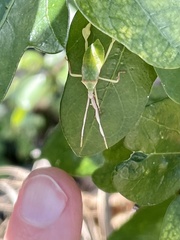 Chondrocera laticornis