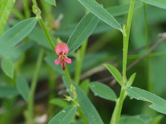 Indigofera linifolia